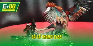 Đá Gà Thomo EV88 - Xem Full Trận Đấu Nhanh Chóng 2025