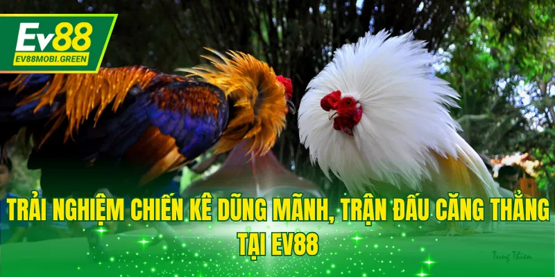 Trải nghiệm chiến kê dũng mãnh, trận đấu căng thẳng tại EV88