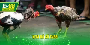 Xem Đá Gà EV88 Trực Tiếp Thomo, Campuchia Sôi Động 24/24